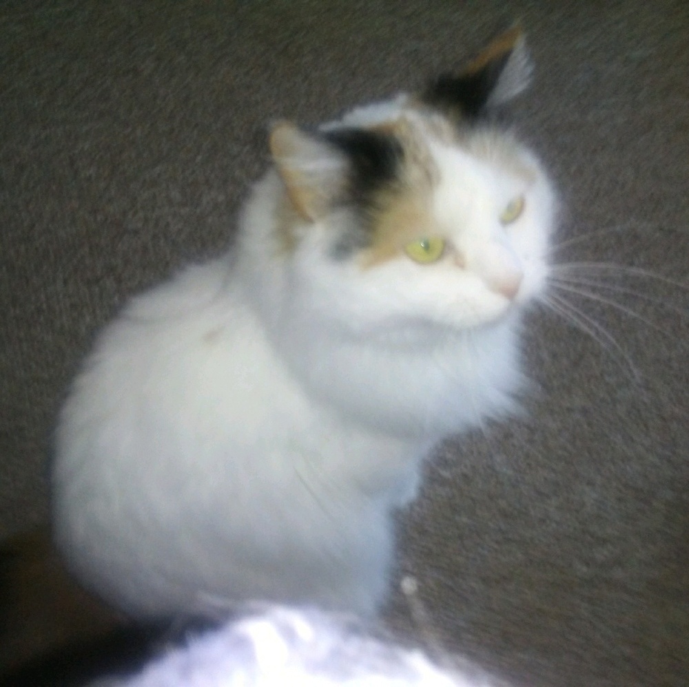 Meet your Posher, Holly